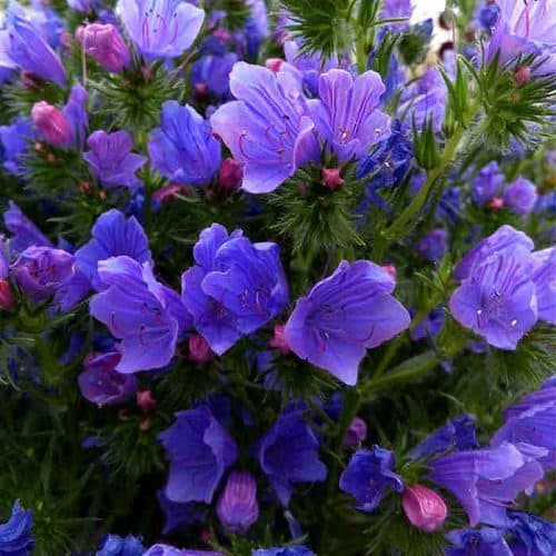 تصویر 1 از گل گاوزبان تازه برای دمنوش